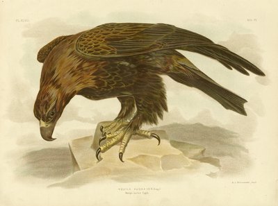 Águila de cola en cuña, 1891 de Gracius Broinowski